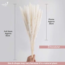 Load image into Gallery viewer, Natural Dried Fluffy Pampas Grass 30 Small Dried Plants Pasal 