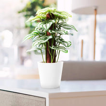 Load image into Gallery viewer, Mini Indoor Artificial Plants in Pots 24cm Artificial Plants Pasal 