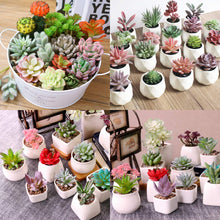 Load image into Gallery viewer, 16 Pack Artificial Succulent Flocking Plants Unpotted Mini Artificial Plants Pasal 