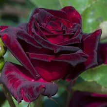 Load image into Gallery viewer, Rose &#39;Black Baccara&#39; Bare Root You Garden 