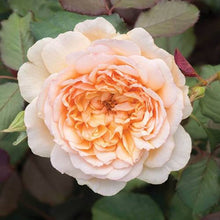 Load image into Gallery viewer, Old English Shrub Rose Collection x 5 Bare Root Bushes You Garden 
