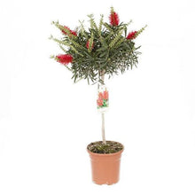 Load image into Gallery viewer, Callistemon Standard 90cm Tall Pasal 