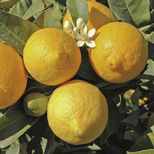 Load image into Gallery viewer, Large Lemon Tree in 6.5L Pot You Garden 