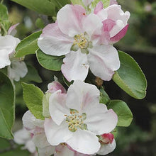 Load image into Gallery viewer, Apple &#39;Braeburn&#39; Bare Root Tree You Garden 