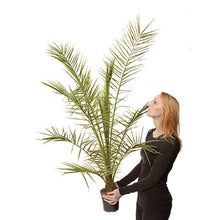 Load image into Gallery viewer, Phoenix Canariensis 1.0M tall 20cm Pot You Garden 