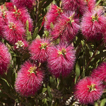 Load image into Gallery viewer, Callistemon Standard 90cm Tall Pasal 