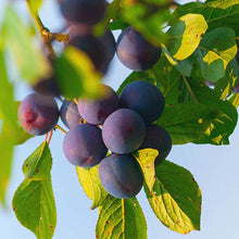 Load image into Gallery viewer, Plum &#39;Little Vic&#39; Patio Tree in 4.5L Pot You Garden 