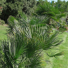 Load image into Gallery viewer, Hardy Fan Palm Tree Trachycarpus 60-70cm Tall pasal 