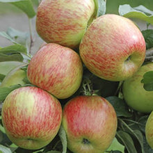 Load image into Gallery viewer, Apple &#39;Braeburn&#39; Bare Root Tree You Garden 