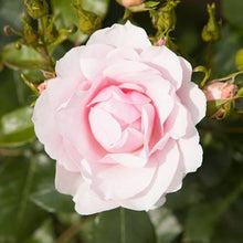 Load image into Gallery viewer, Old English Shrub Rose Collection x 5 Bare Root Bushes You Garden 