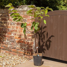 Load image into Gallery viewer, Cherry &#39;Little Stella&#39; Patio 4.5L Pot You Garden 