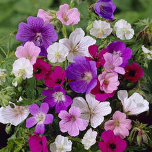 Load image into Gallery viewer, Hardy Geranium Collection x 5 Bare Roots You Garden 