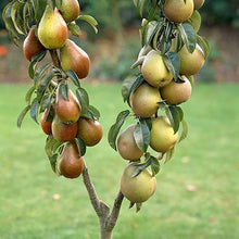 Load image into Gallery viewer, Duo Fruit Pear Tree - 2 Varieties On One Tree Pasal 